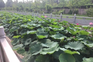 灵山宝塔陵园地理位置与风水优势解析